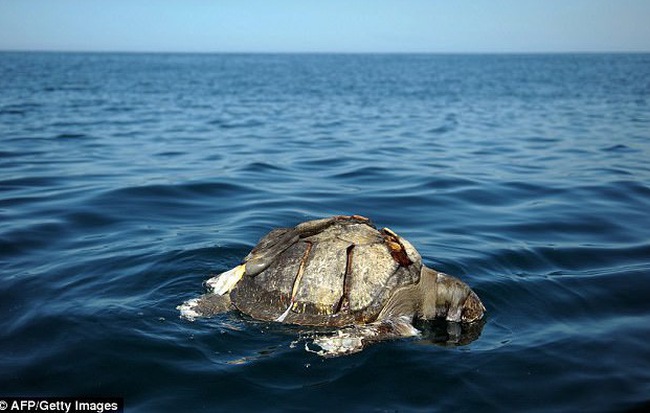 Bí ẩn hàng trăm con rùa biển chết nổi lềnh phềnh trên Thái Bình Dương