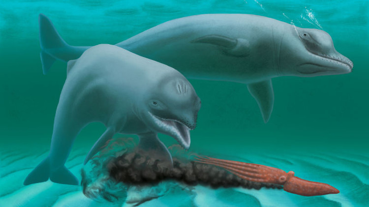 Bí ẩn về loài cá heo mini không răng sống cách đây 30 triệu năm