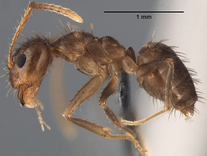 Bí ẩn về loài kiến điên đến NASA cũng phải sợ