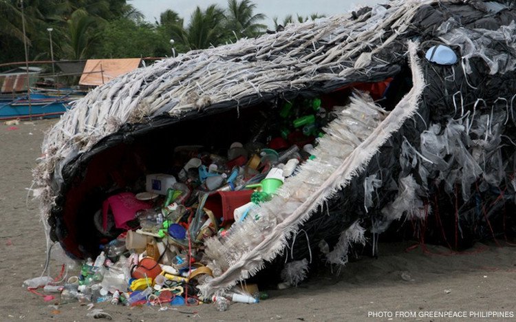 Bi kịch: Cá voi đang ăn hàng trăm, hàng ngàn mảnh rác nhựa mỗi ngày