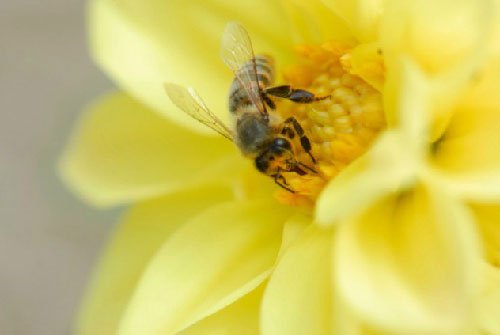 Bí mật của loài ong