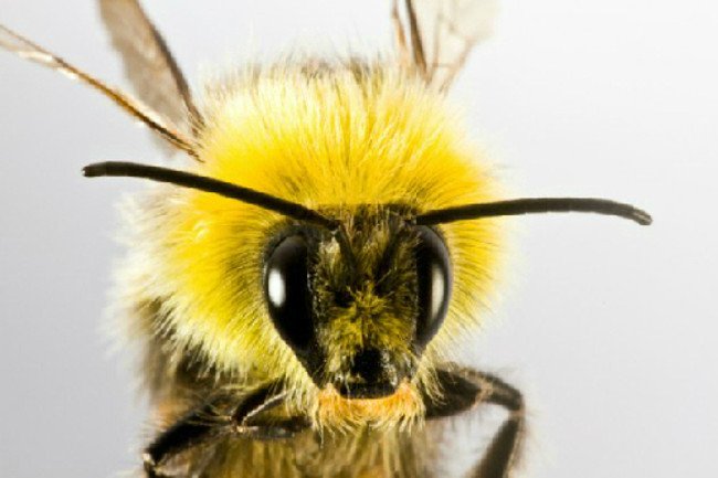 Bí mật của loài ong