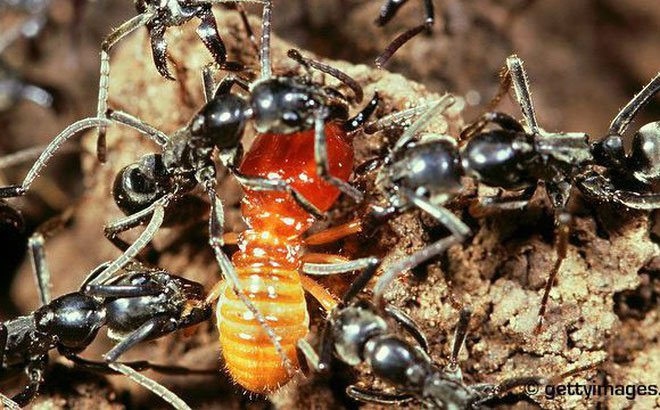 Bí mật loài kiến khổng lồ có khả năng chữa vết thương cho đồng loại