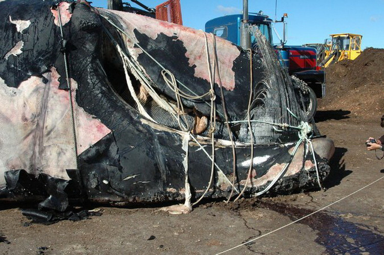 Biến đổi khí hậu, số lượng cá voi giảm nghiêm trọng