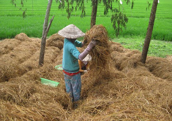 Biến rơm thành phân bón, tiết kiệm cả ngàn tỷ đồng