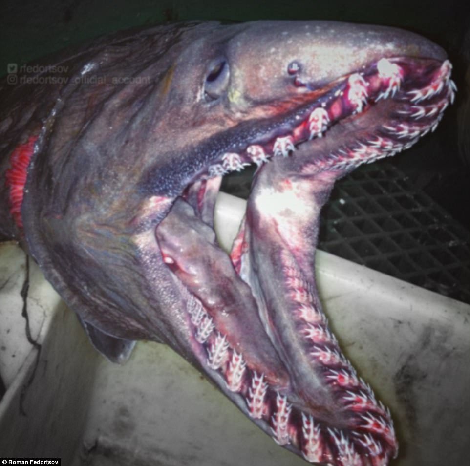 Bộ ảnh quái vật ngoài hành tinh dưới biển đã trở lại và kinh dị hơn xưa