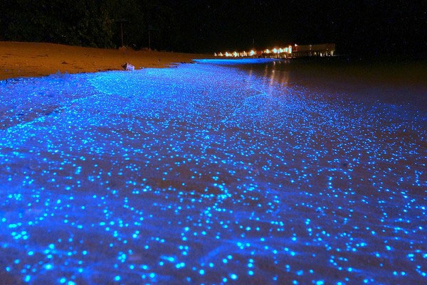 Bờ biển phát sáng tuyệt đẹp như đom đóm ở Maldives