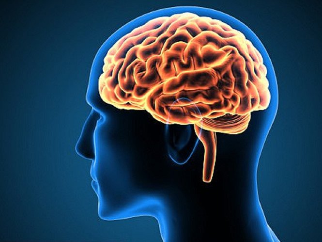 Bộ não lớn giúp thông minh hơn nhưng cơ bắp ít hơn?