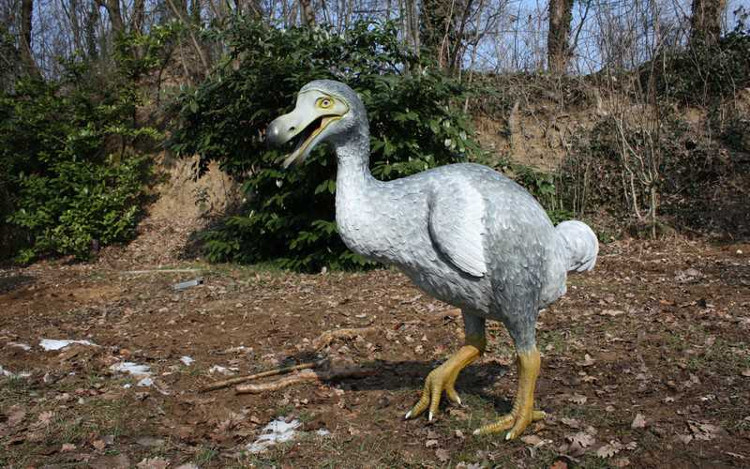 Bộ xương chim tuyệt chủng có giá hơn 430.000 USD