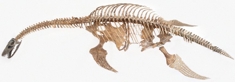 Bộ xương sinh vật biển giống quái vật hồ Loch Ness ở Nam Cực