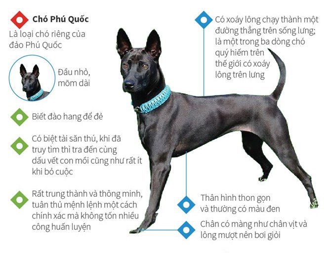 Bốn giống chó tứ đại quốc khuyển của Việt Nam