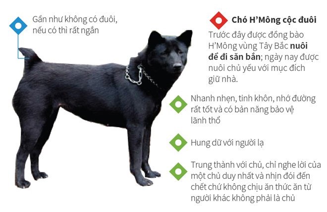 Bốn giống chó tứ đại quốc khuyển của Việt Nam