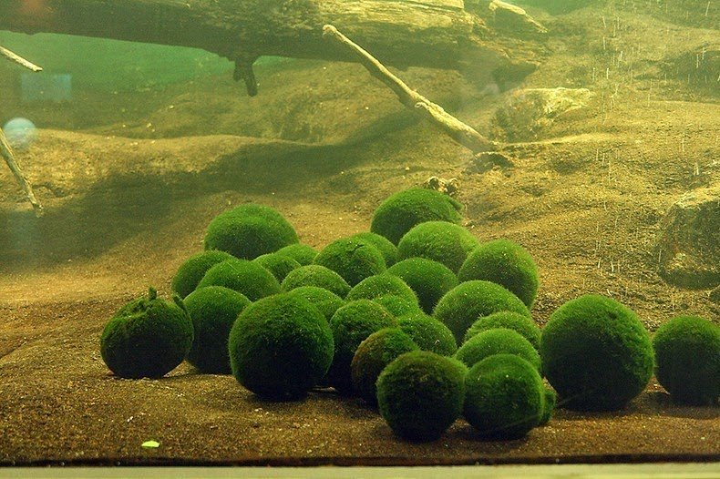 Bóng rêu - báu vật tự nhiên của người dân Nhật Bản