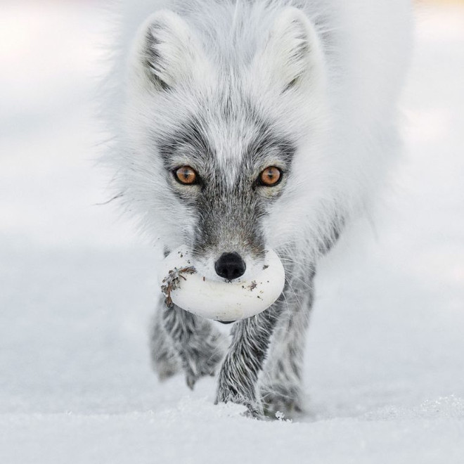 Bức ảnh có khả năng nhận giải cao nhất tại Wildlife Photographer of the Year 2017