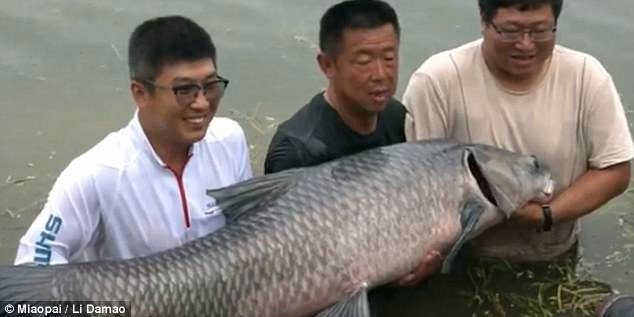 Cá chép khổng lồ cắn câu, kéo ngư dân Trung Quốc xuống hồ 6 lần