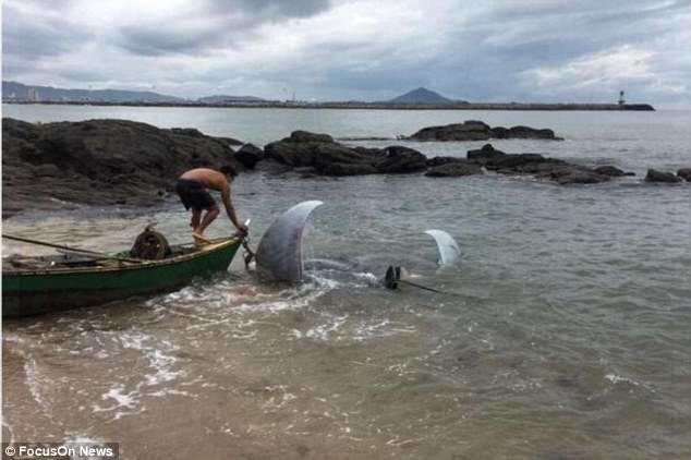 Cá đuối nặng hơn một tấn khiến ngư dân Brazil hoảng sợ