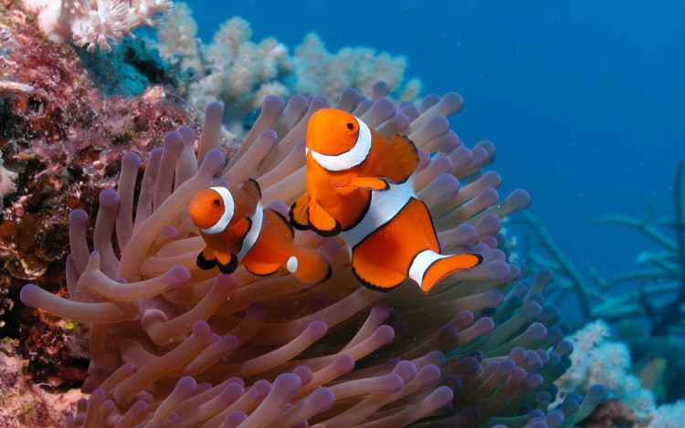 Cá hề Nemo đứng trước nguy cơ tuyệt diệt