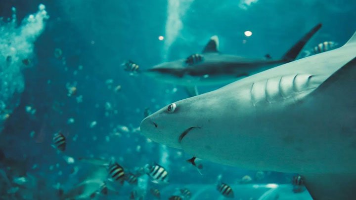 Cá mập có đáng phải chịu tiếng xấu do chúng ta gán ghép hay không?