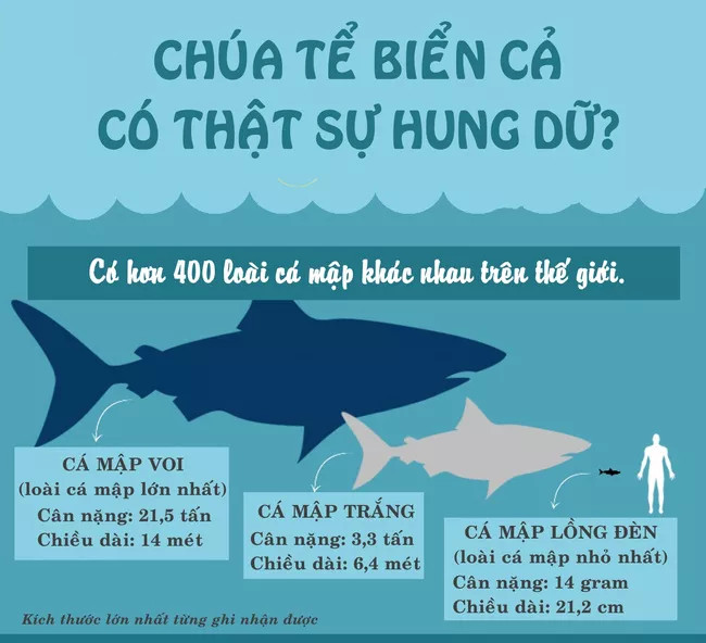 Cá mập có phải là sinh vật nguy hiểm nhất quả đất?