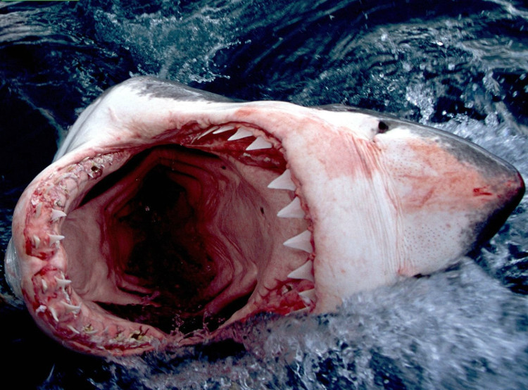 Cá mập có phải là sinh vật nguy hiểm nhất quả đất?