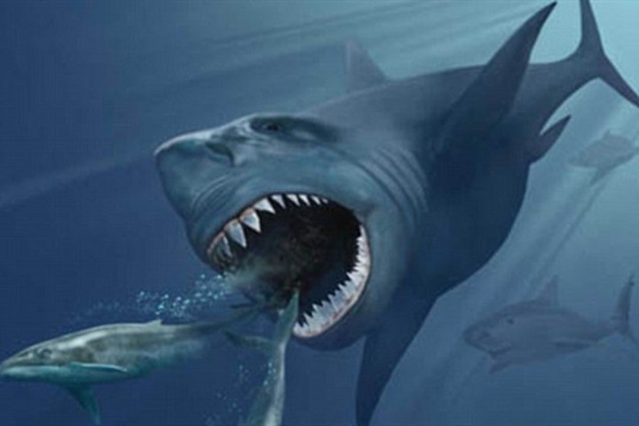 Cá mập dài 20 mét tuyệt chủng vì biến đổi khí hậu