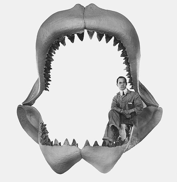 Cá mập khổng lồ Megalodon vẫn còn sống dưới biển sâu?