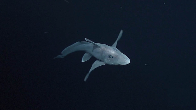 Cá mập ma trữ tinh trùng của con đực để dùng dần