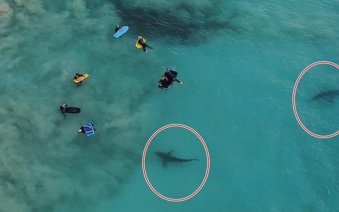 Cá mập mải mê săn mồi dưới chân nhóm học sinh Australia