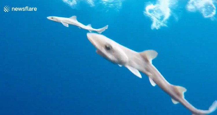 Cá mập mới sinh tập bơi theo mẹ dưới nước