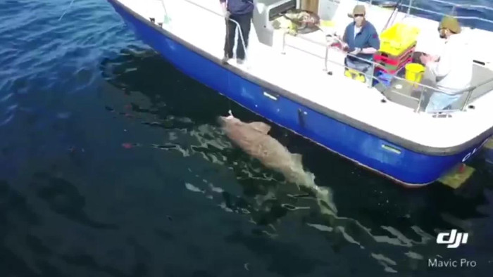 Cá mập quái vật nặng 7 tạ cắn câu ngư dân Ireland