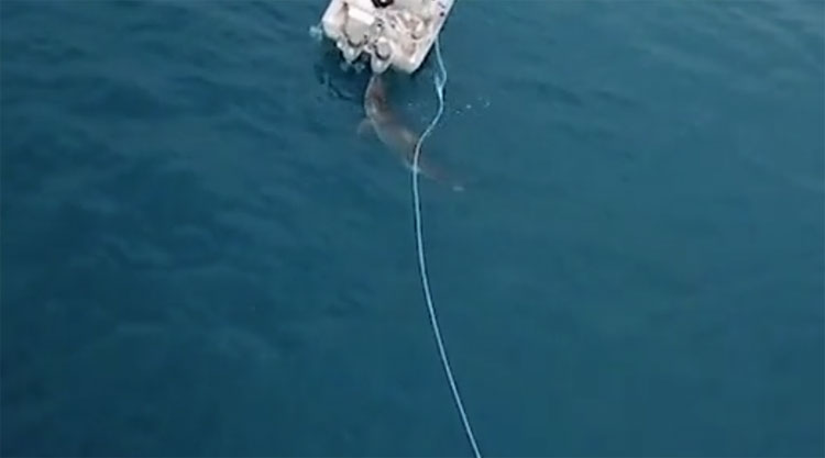 Cá mập trắng kéo thuyền cá của hai ngư dân