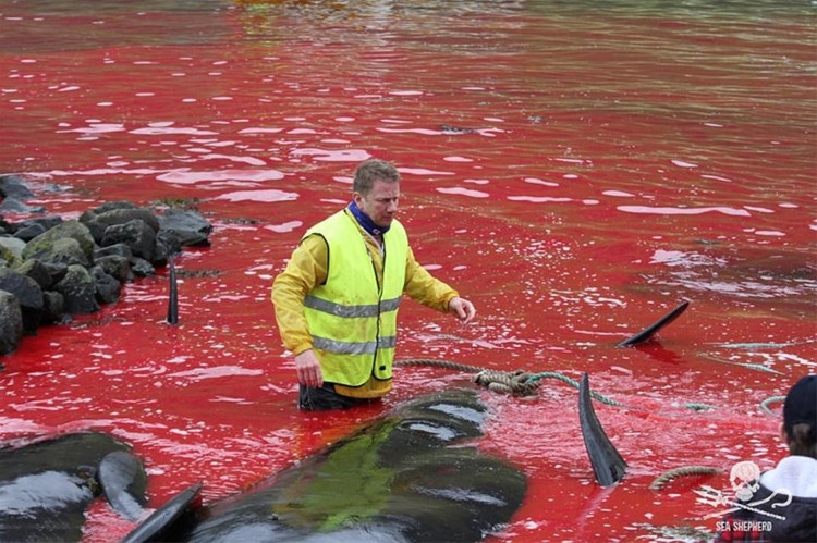 Cả một vùng nước biển bị nhuộm đỏ bởi máu cá heo và cá voi bị giết hại