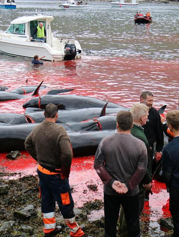 Cả một vùng nước biển bị nhuộm đỏ bởi máu cá heo và cá voi bị giết hại