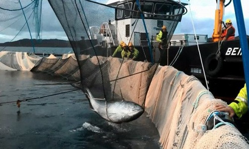 Cá ngừ ba tạ gây náo loạn ở trang trại cá hồi