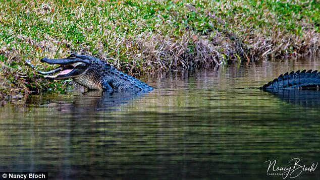 Cá sấu ăn thịt đồng loại trên mặt hồ Mỹ
