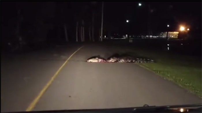 Cá sấu ba mét kéo lê xác con mồi trên đường cao tốc