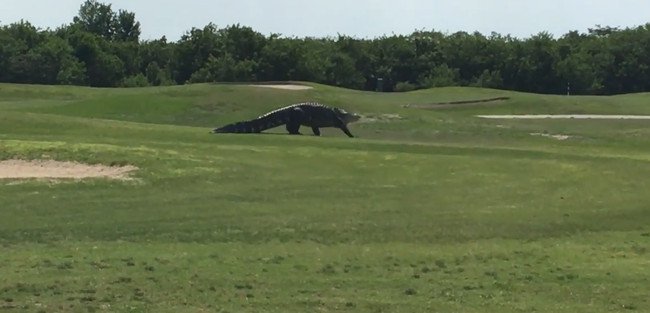 Cá sấu lừng lững dạo qua sân golf xuống hồ