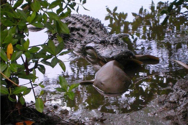 Cá sấu tấn công và ăn thịt cá mập khiến chuyên gia kinh ngạc