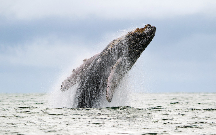 Cá voi húc tung thuyền khiến du khách gãy xương sườn