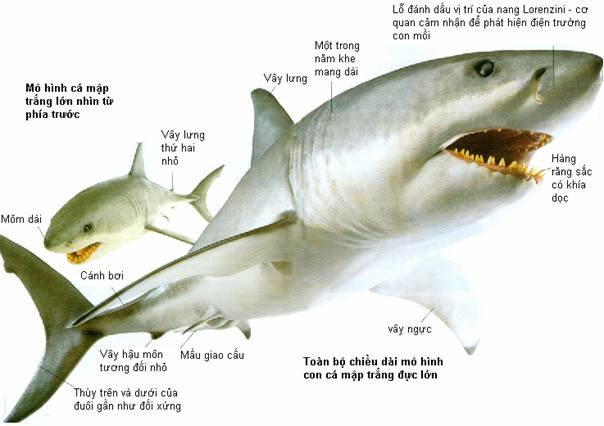Cá voi sát thủ và cá mập trắng: Ai mới là hung thần biển cả?