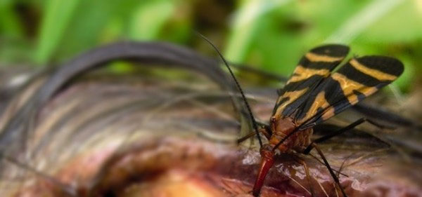 Các loài côn trùng ăn xác chết khiến bạn dựng tóc gáy