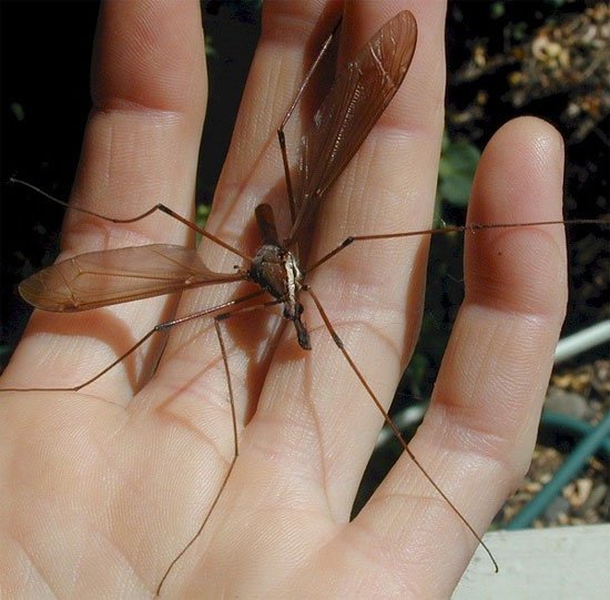 Các loài muỗi kinh dị không thèm hút máu người