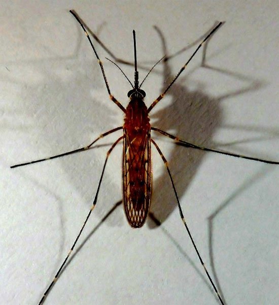 Các loài muỗi kinh dị không thèm hút máu người