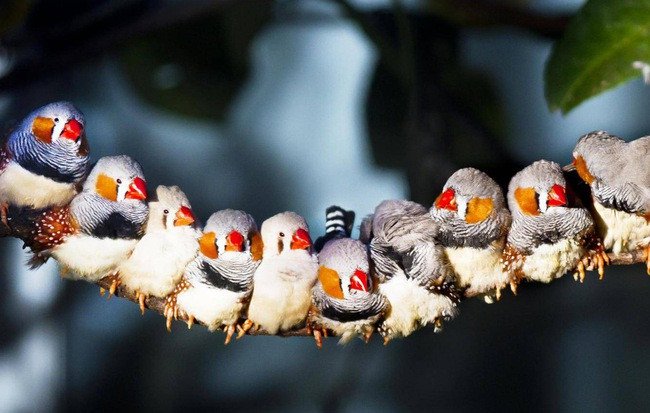 Các nhà khoa học đã biết được làm thế nào loài chim nhìn thấy từ trường Trái đất