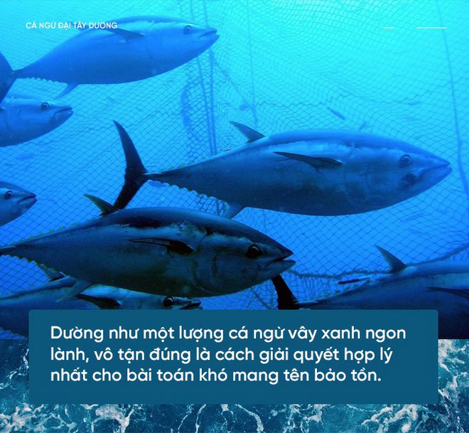 Các nhà khoa học đang thuần hóa cá ngừ vây xanh để có đủ nguyên liệu làm sushi