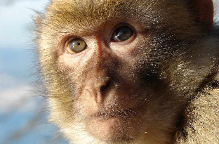 Các nhà khoa học nói khỉ có thể nói được như người