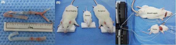 Các nhà khoa học vừa cấy ghép thành công tạo ra chuột 2 đầu