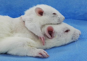 Các nhà khoa học vừa cấy ghép thành công tạo ra chuột 2 đầu