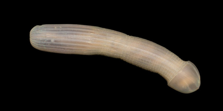 Các nhà khoa học vừa tìm thấy những loài vật kì dị này dưới đáy biển nước Úc