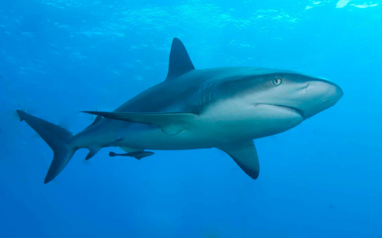 Các nước EU cho phép đánh bắt cá mập phục vụ công tác nghiên cứu